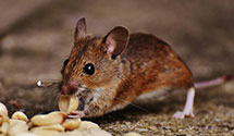 24 Hour & Emergency Exterminators in Rutherwood, NC
